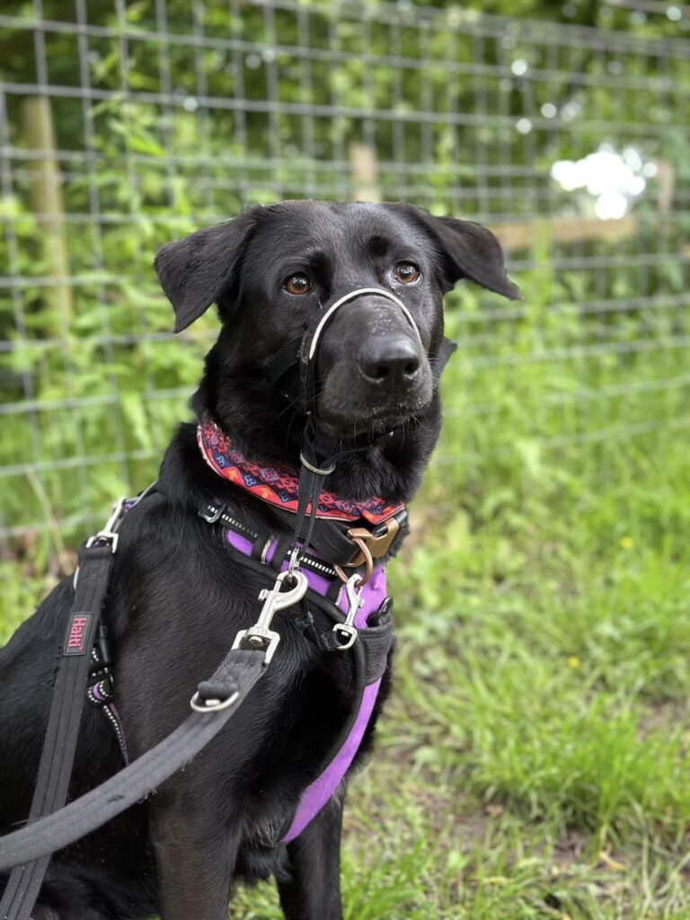 Luna things to do in Essex with kids