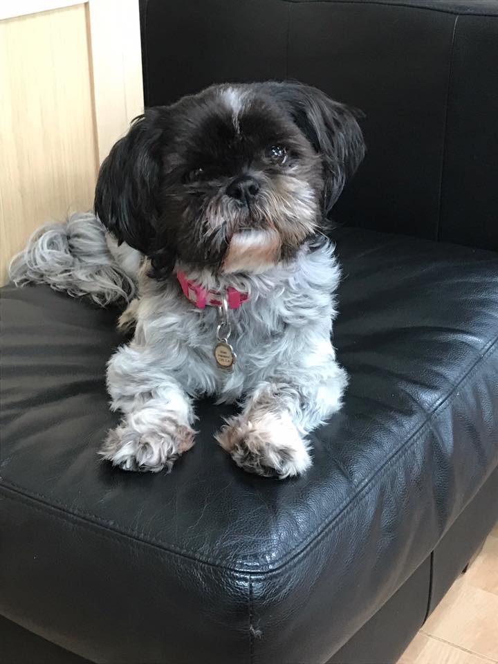 19275133_10154754197549352_817181429139137282_n