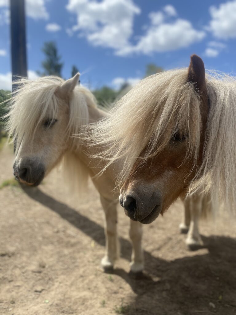 Save a Life Scheme where to see animals in Essex