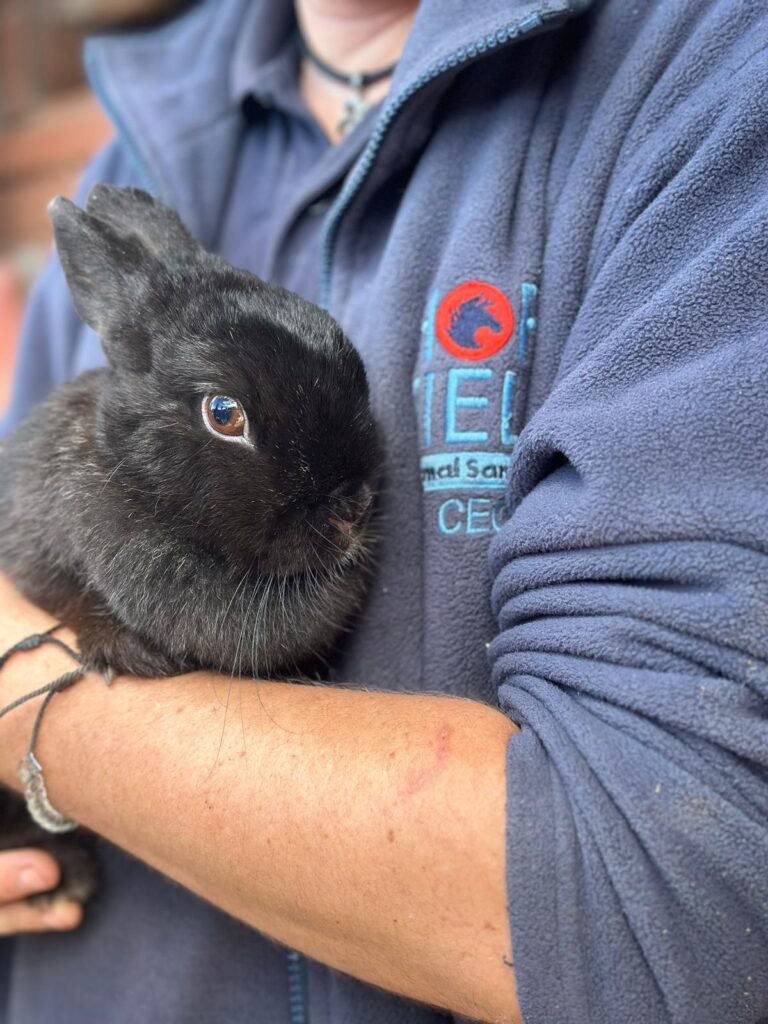 Rabbit rescue Midnight