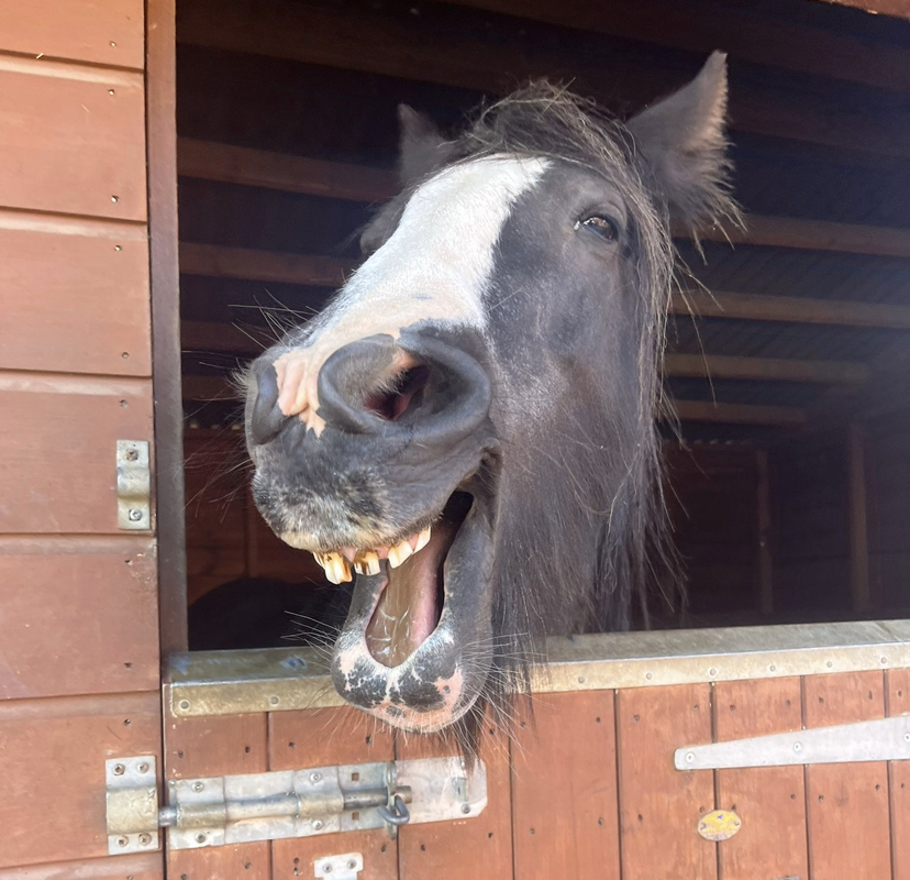 Tyler where to see animals in Essex