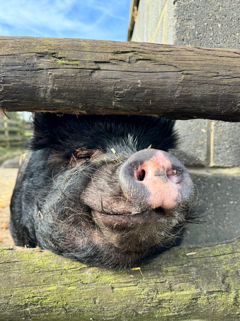 Elvis the Pig where to see animals in essex