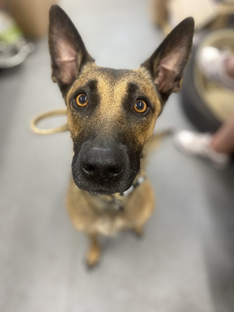 Harley dog rescue in Essex