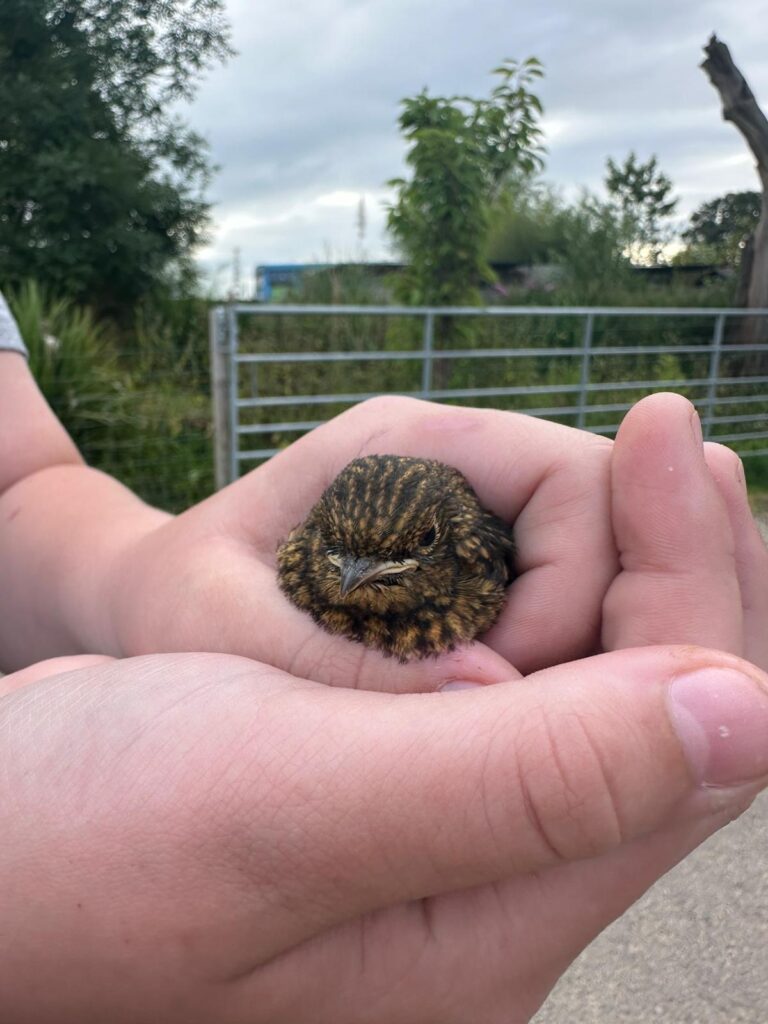 robins summer holidays in Essex