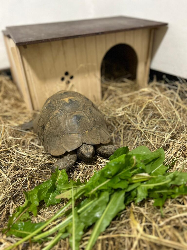 small animal boarding in Essex