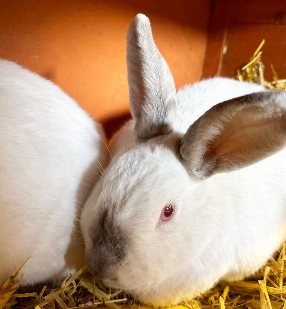 where to see animals in Essex Blossom the rabbit