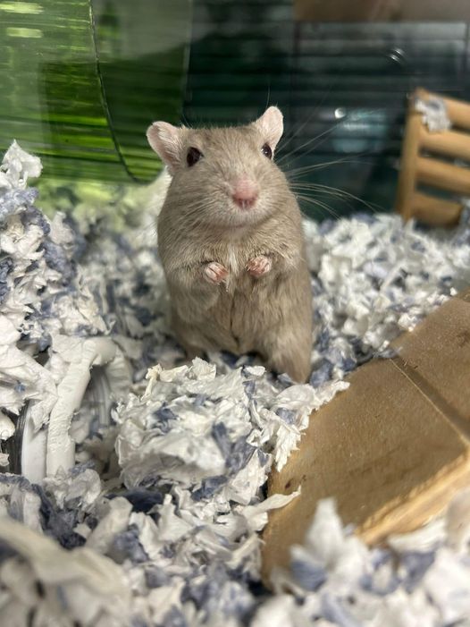 Lenny the Gerbil small animal boarding in Essex