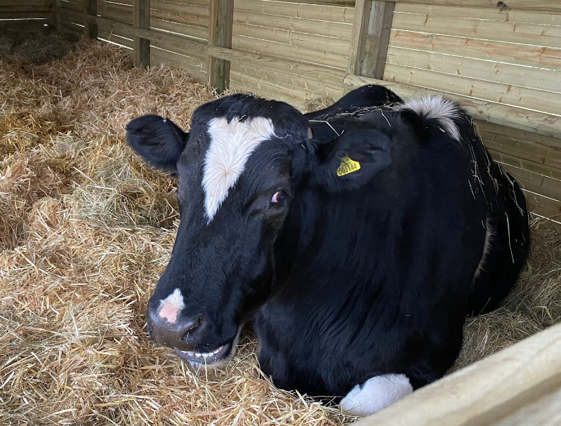 Bluetongue - where to see animals in Essex - Wanda