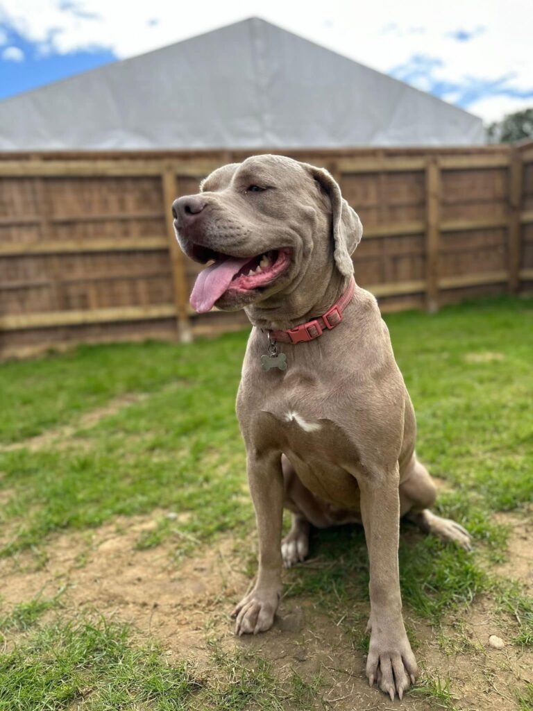 Blu dog rescue in Essex