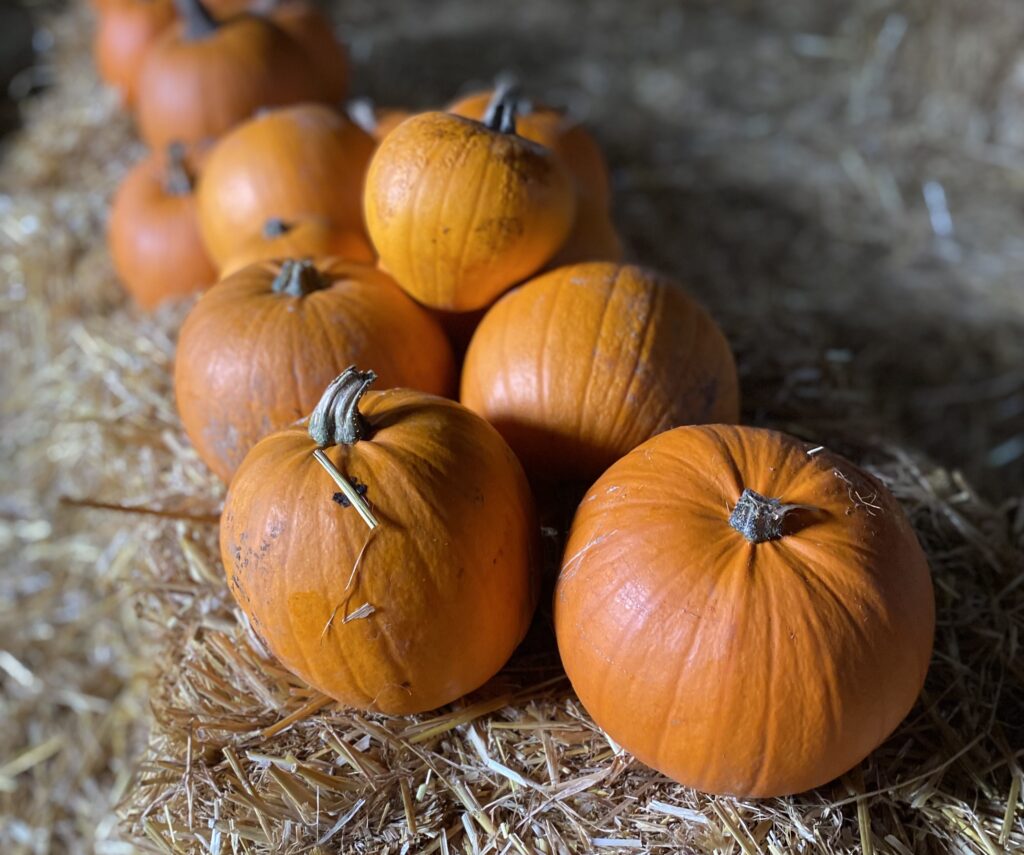Pumpkin best animal sanctuaries in Essex
