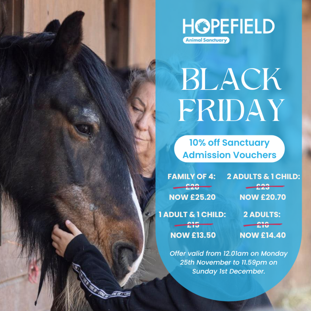 Black Friday deals ethical animal experiences