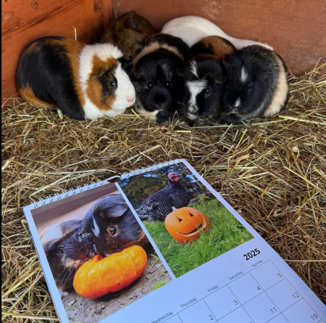 2025 charity calendar best place to see animals in Essex