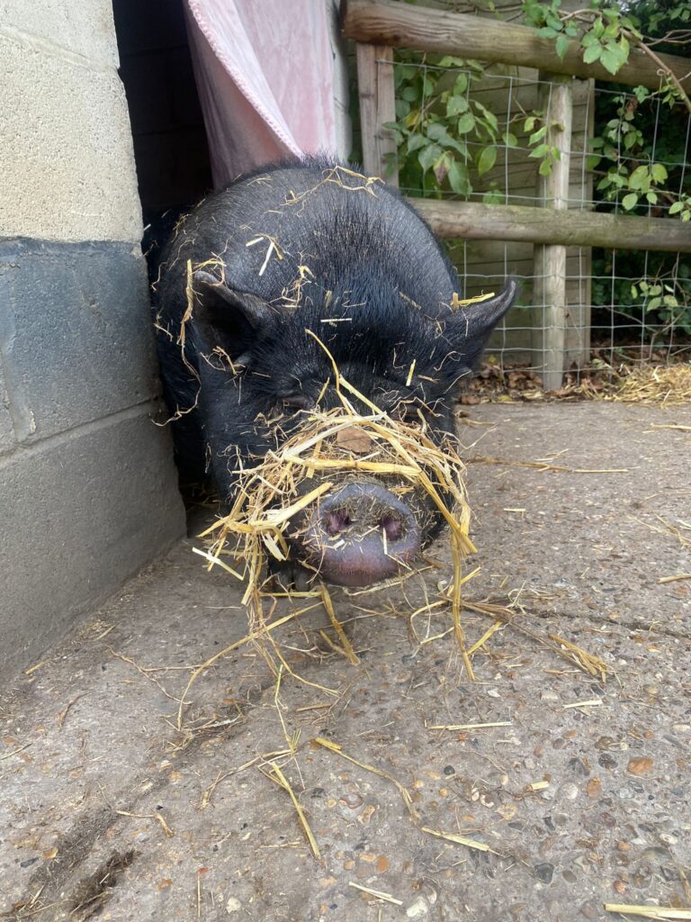 Animal charity in Essex keep a pig warm