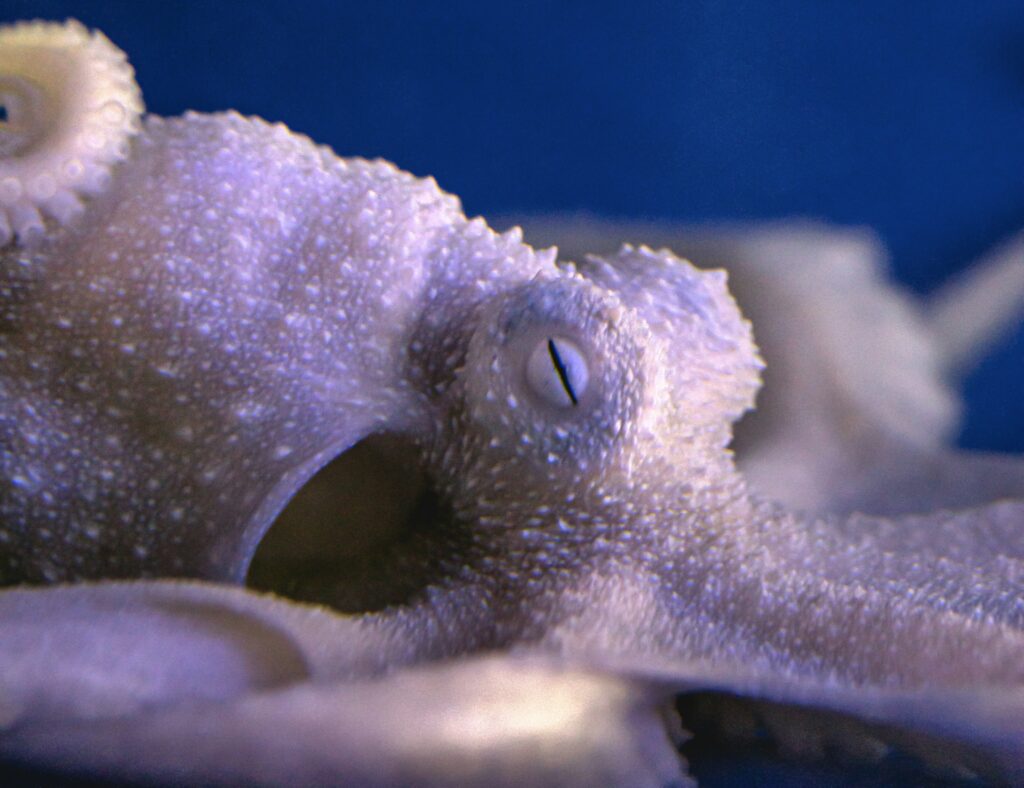 octopus exotic animal rescue Essex