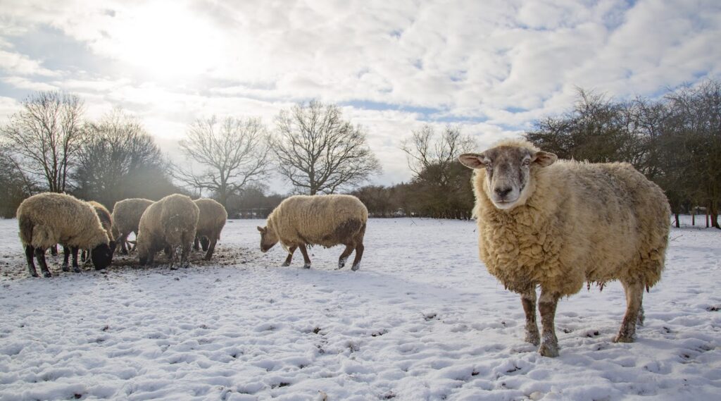 winter campaign largest animal sanctuaries in UK