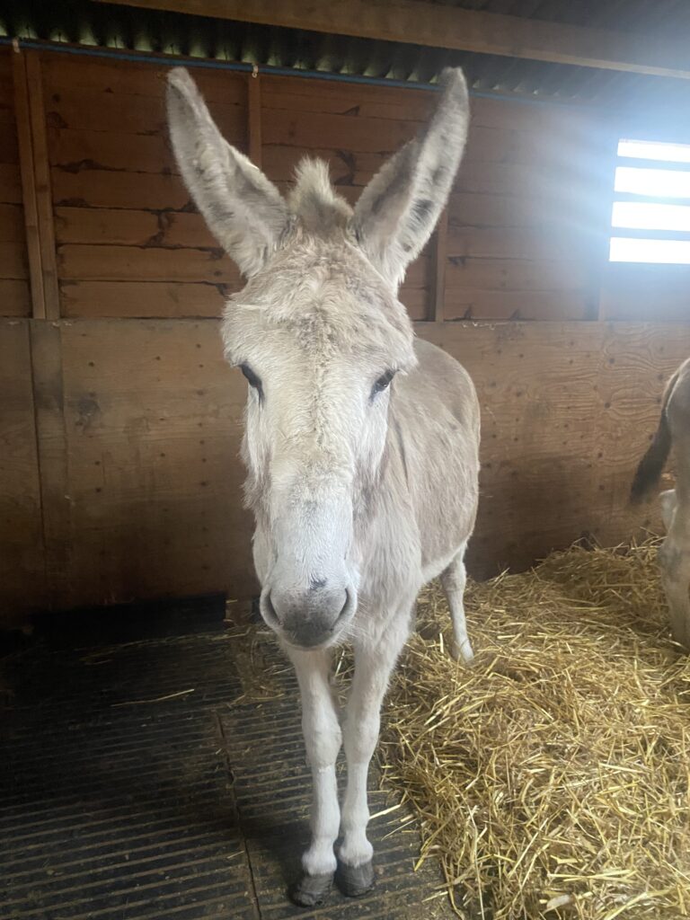 Bella animal rescue in Essex