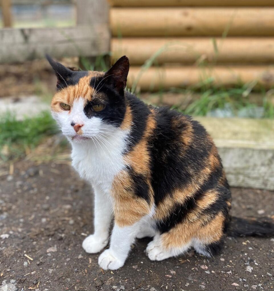 Tilly the Cat cat rescue in Essex where to see animals in Essex