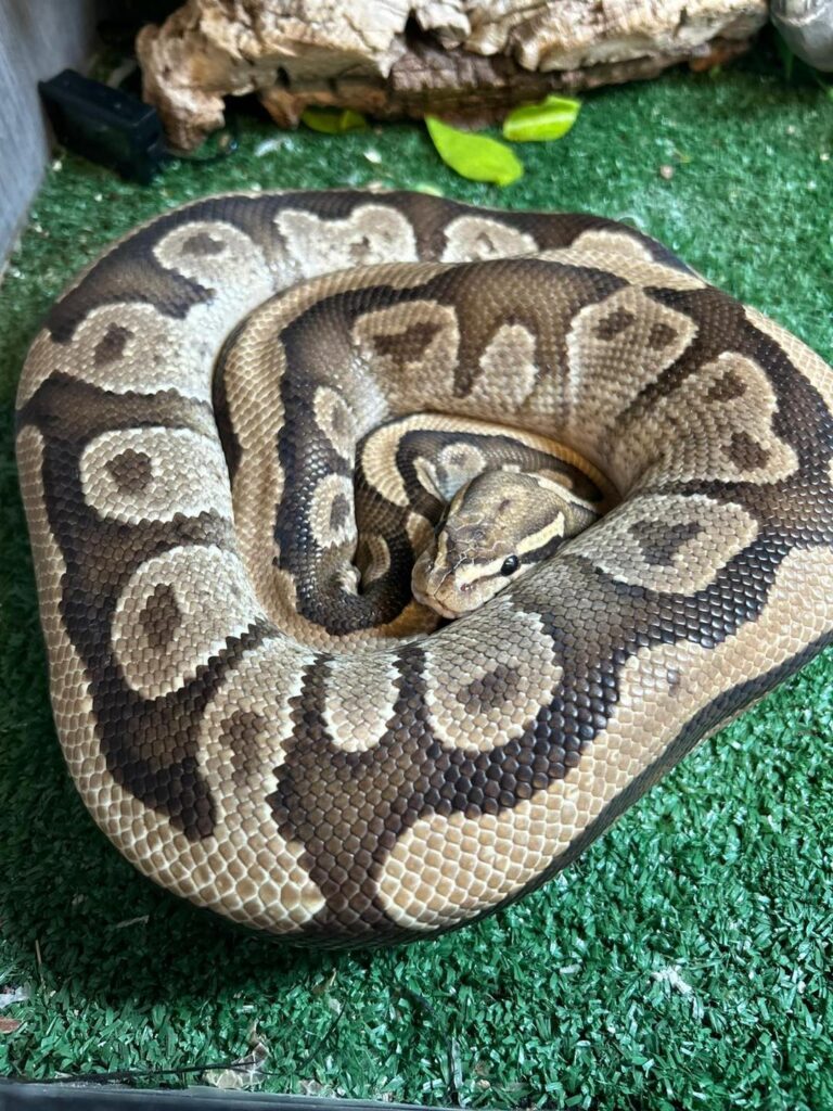 Snake boarding in Essex snake rescue