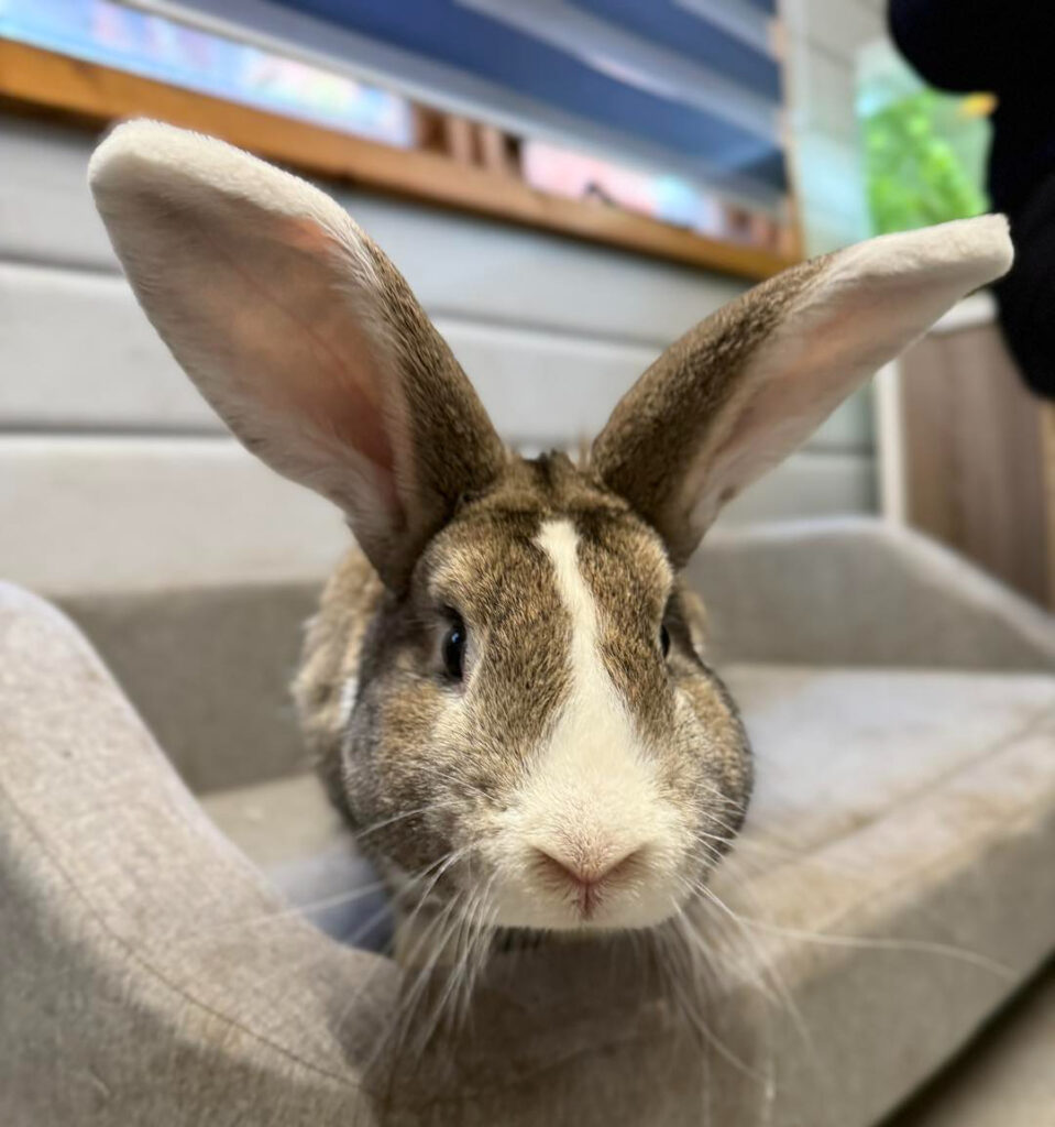 animal rescue in Essex roger rabbit