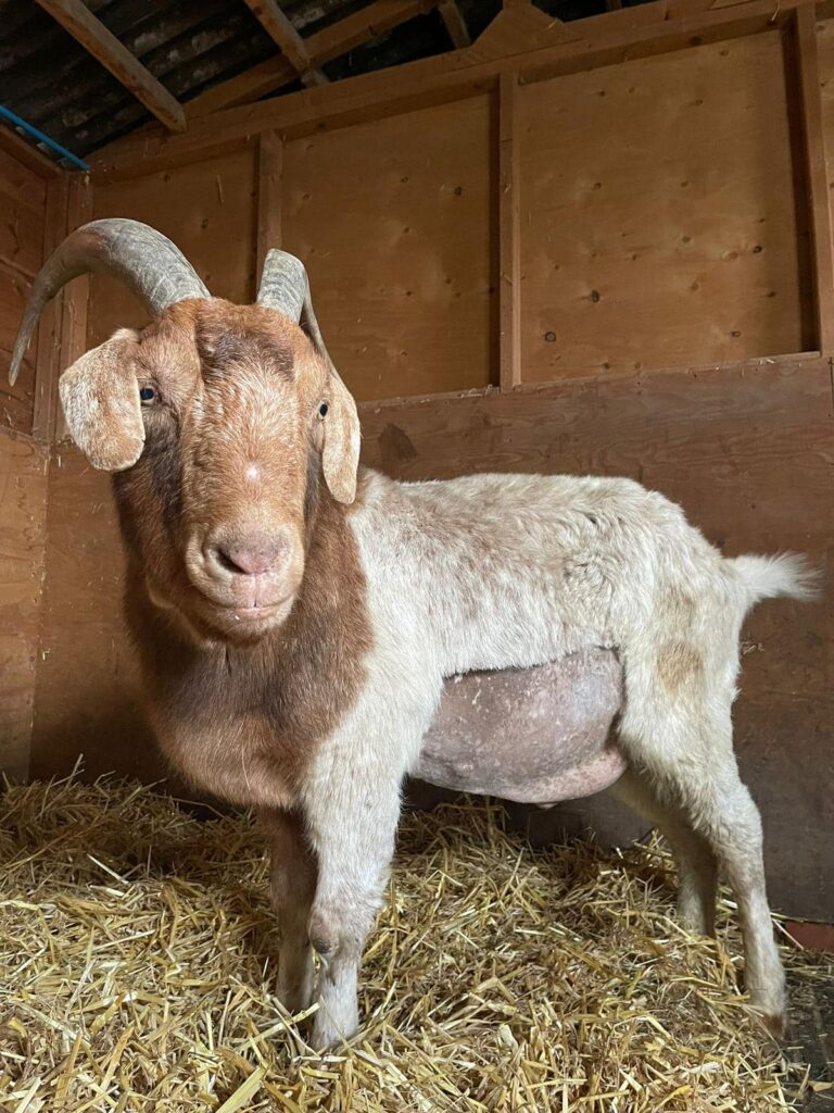 Trinity the goat animal rescue in Essex