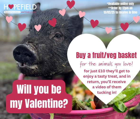 Valentine's Gifts things to do in Essex with kids