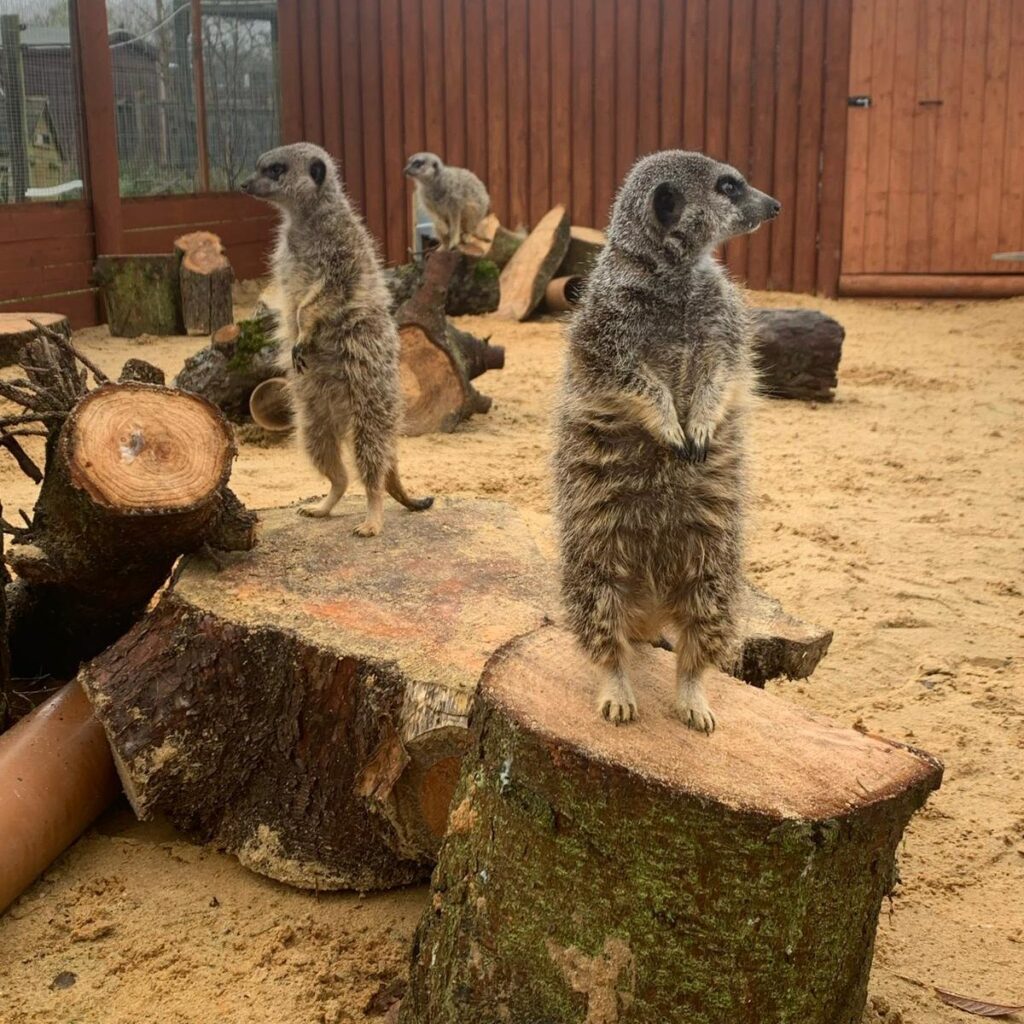 animal rescue in Essex albert the meerkat