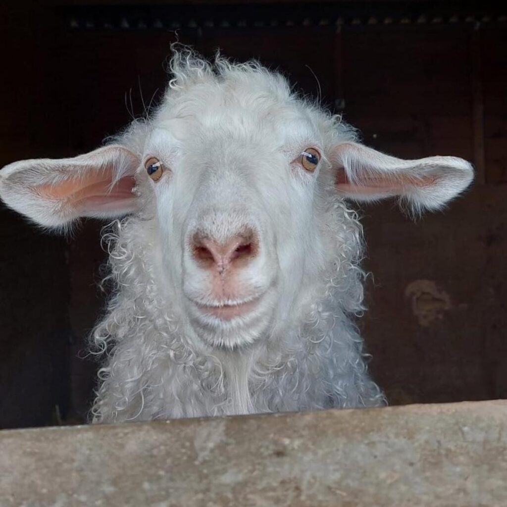 Annie Angora Goat animal rescue in Essex