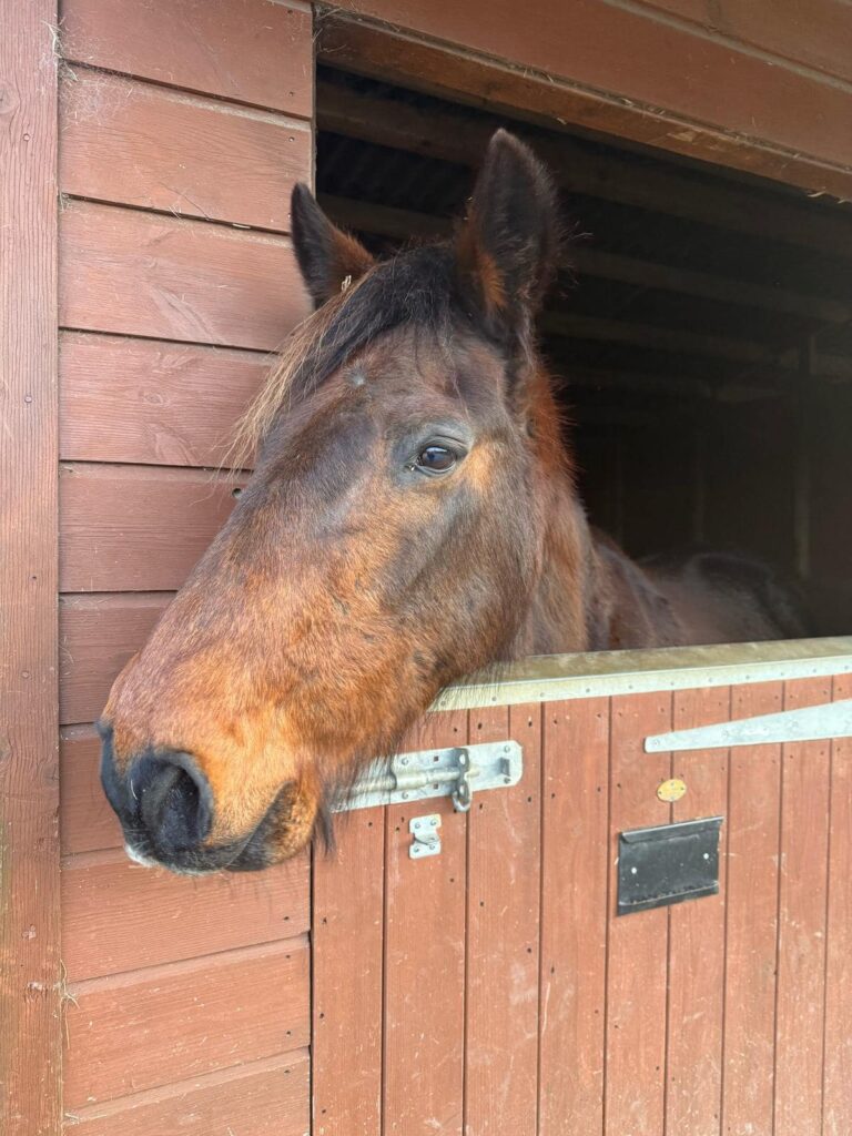 Fen the rescue pony Essex
