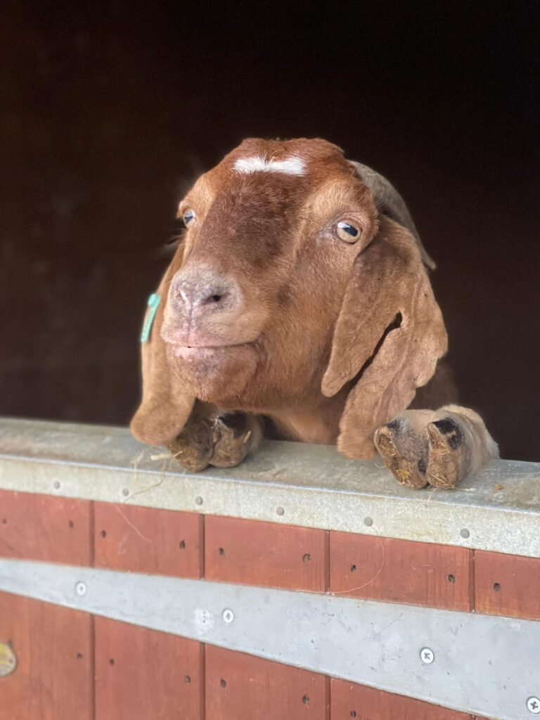 Gigi things to do in Essex with kids