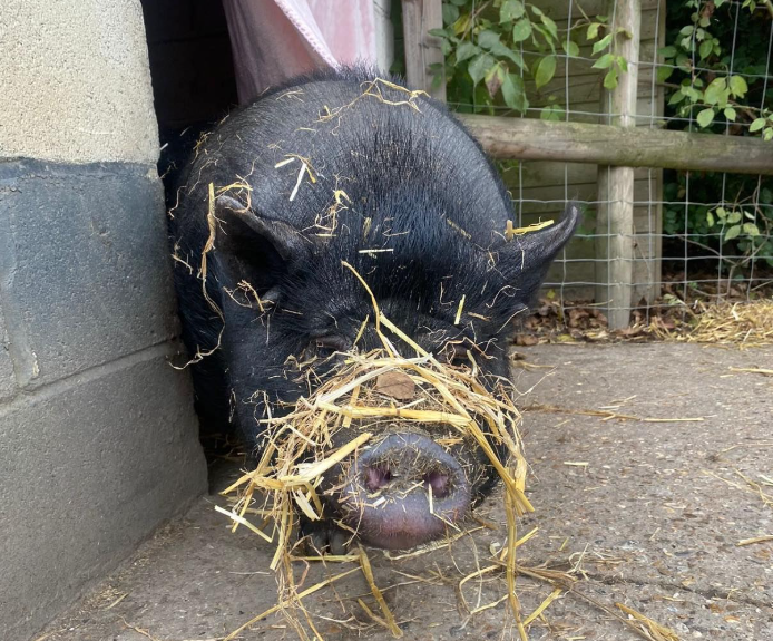 Peaches the pig where to see animals in Essex