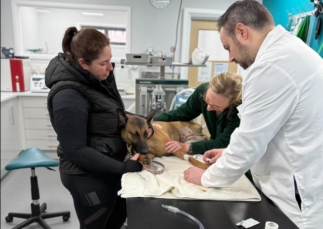 Dog rescue in Essex Harley the Belgian Malinois