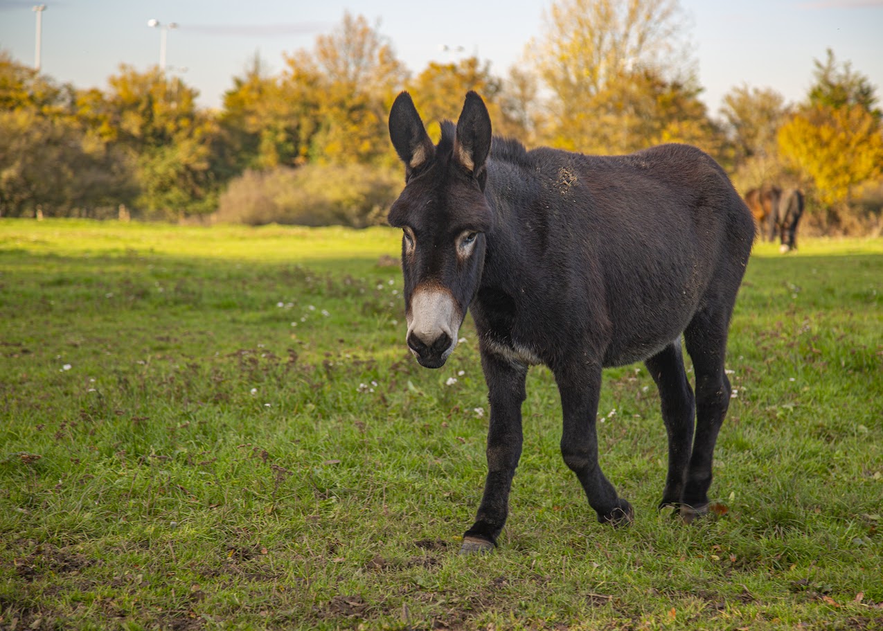 donkey rescue in Essex
