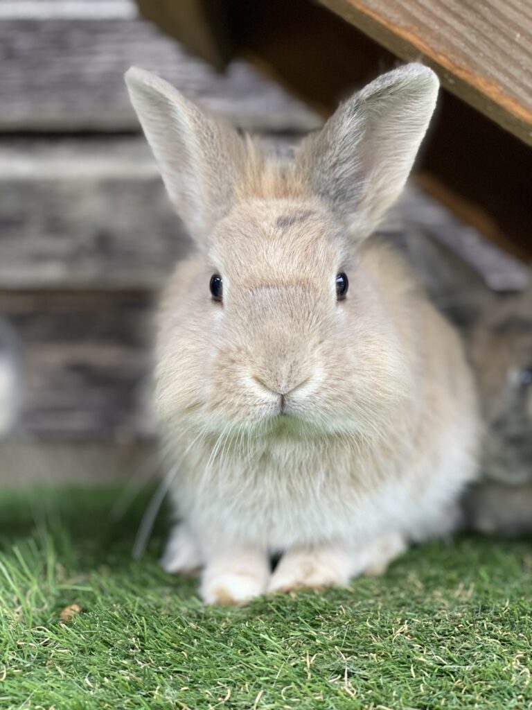 Easter events in Essex things to do with kids in Essex