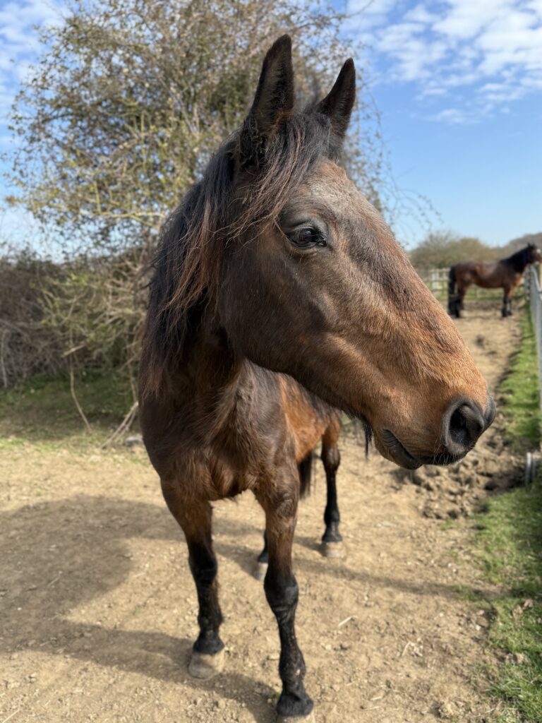 horse rescue in Essex Fen