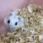 animal rescue in Essex where to see animals in Essex