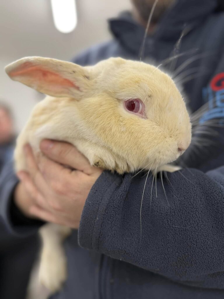 Rabbit rescue in Essex Bailey