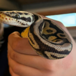 animal rescue in Essex snake rescue
