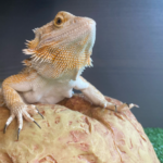 exotic pet rescue in Essex