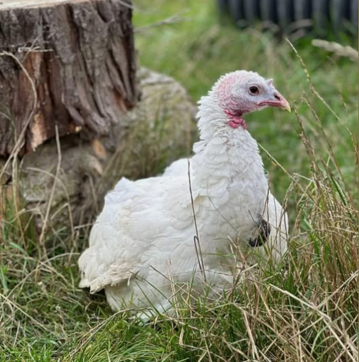 animal rescue in Essex Elsa the turkey