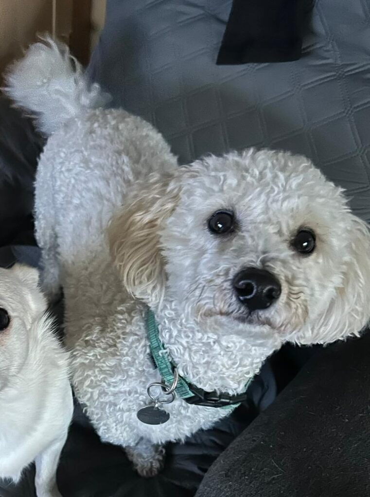 animal rescue in Essex Sonny the dog