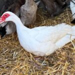 animal rescue in Essex best place to see animals in Essex