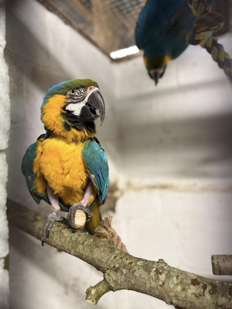 Exotic pet rescue in Essex macaws