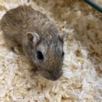 animal rescue in Essex things to do with kids in Essex