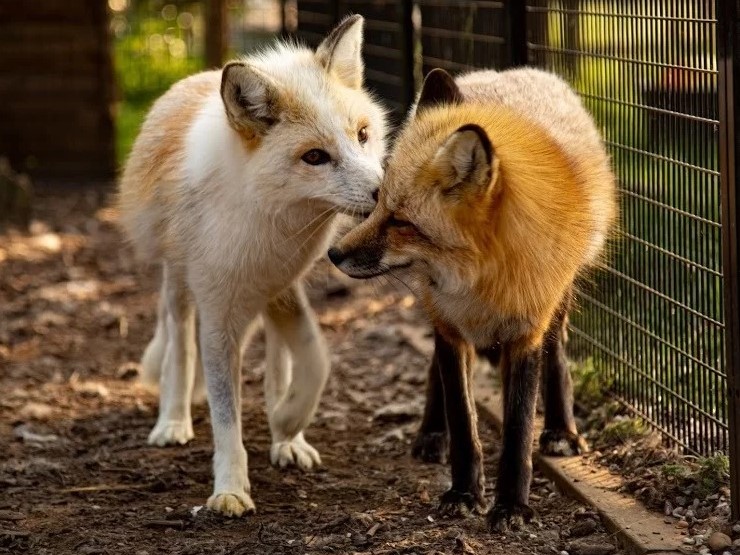 exotic rescue in Essex