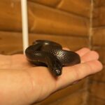 things to do in Essex with kids exotic pet rescue