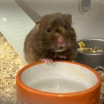 animal rescue in Essex best animal charity