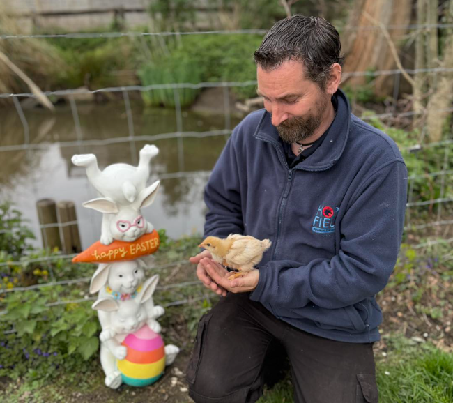 rescue chickens hatching programme
