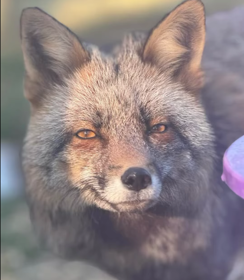 Exotic pet rescue in Essex