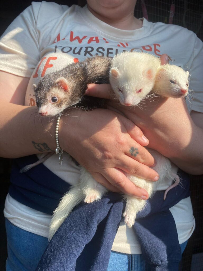 largest animal sanctuary in the South East micro ferrets