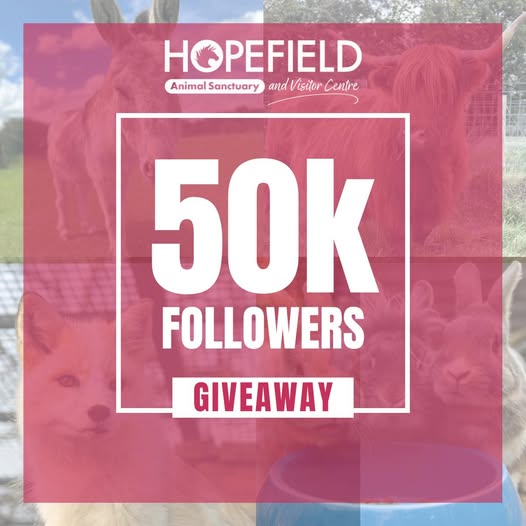 50,000 followers best things to do in Essex